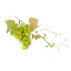 Olejek z białych winogron [8016-21-5]